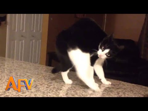 101 SUPER Weird Cats | AFV Funniest Cat Videos 2018 - Videos of Cats