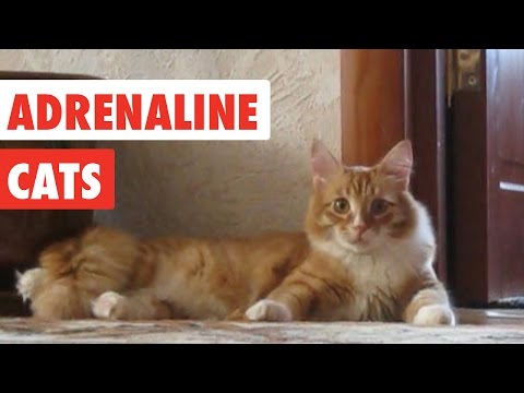 Adrenaline Cats | Funny Cat Video Compilation 2017