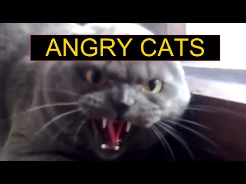 Angry Cats Compilation – Funny Cats Compilation