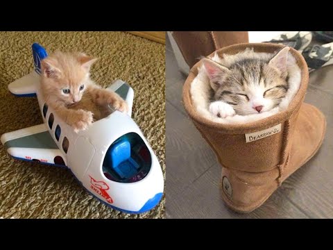 Baby Cats – Cute and Funny Cat Videos Compilation #21 | Aww Animals