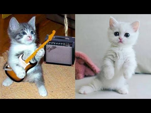 Baby Cats – Cute and Funny Cat Videos Compilation #33 | Aww Animals