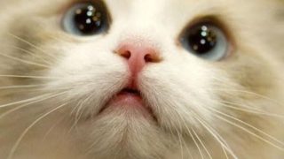 BEST 2 HOUR LONG FUNNY CAT COMPILATION – Funny Kitty Cat Fails & Kitten Moments by FunnyVines