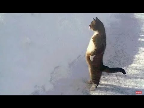 Cat acting like humans funny cat compilations must watch?