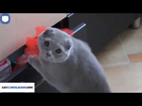 Cat Compilation | Guilty Cats Compilation