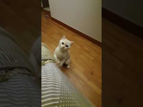 Cat guilty look caught on camera