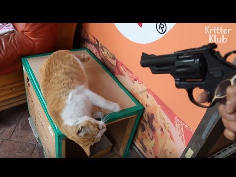 Cat Shows Gratitude To His Owner By Playing Acting Game | Kritter Klub