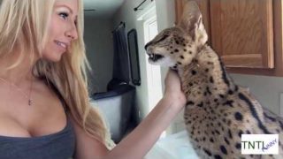 Cats Acting Like Humans Compilation