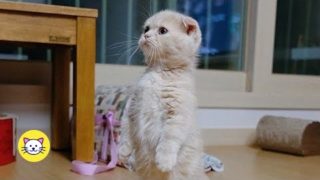 Cats Acting Like Humans – Funny Cat Compilation (2020)
