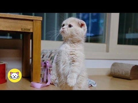 Cats Acting Like Humans – Funny Cat Compilation (2020)