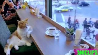 Cats Acting Like Humans – The Best Video Ever