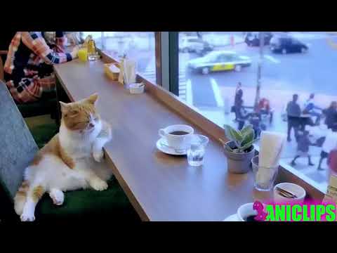 Cats Acting Like Humans – The Best Video Ever