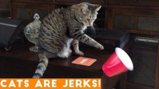 CATS ARE JERKS! Try Not to Laugh – Hilarious Grumpy Cats Compilation April 2018 | Funny Pets Videos