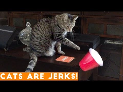 CATS ARE JERKS! Try Not to Laugh – Hilarious Grumpy Cats Compilation April 2018 | Funny Pets Videos