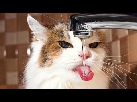 Cats are simply funny, clumsy and cute! – Funny cat compilation