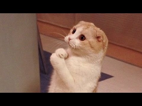 Cats are so funny you will die laughing – Funny cat compilation