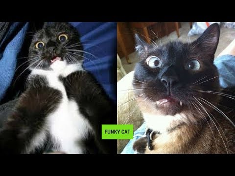 CATS WITH FUNNY FACE EXPRESSIONS ?