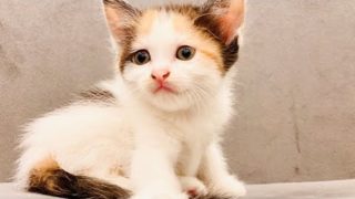 Cats with funny moments #1 | OH Funny Channel
