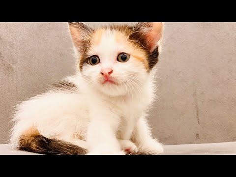 Cats with funny moments #1 | OH Funny Channel