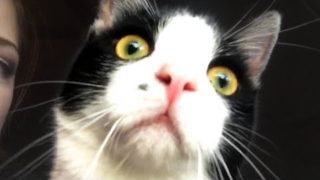 CUTE AND FUNNY CAT VIDEOS TO START YOUR 2020! 🐱