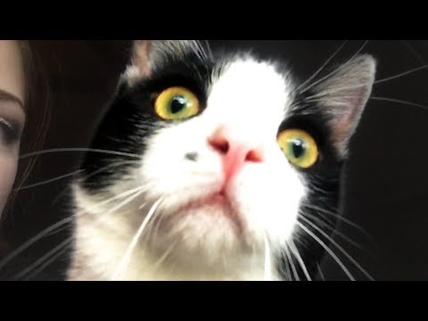 CUTE AND FUNNY CAT VIDEOS TO START YOUR 2020! ?