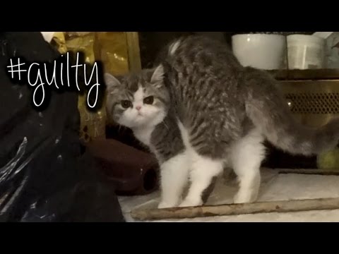 Cute cat feels guilty!