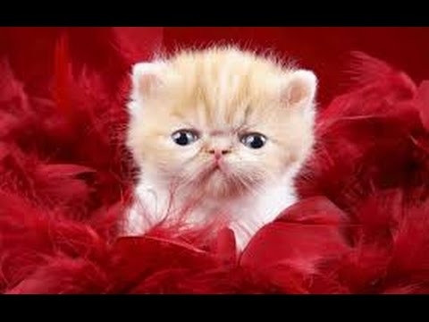 cute cats acting like humans compilations ever 2016