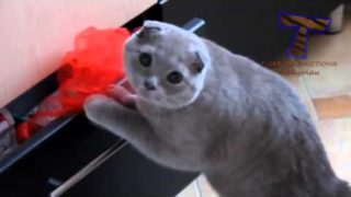 Cute cats feel guilty – Funny guilty cat compilation