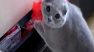 Cute Guilty Cats Compilation – Funny Video