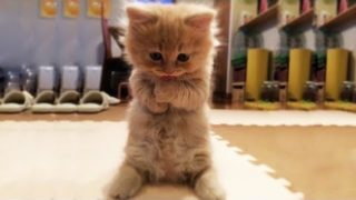 Cute is Not Enough – Funny Cats and Dogs Compilation #14