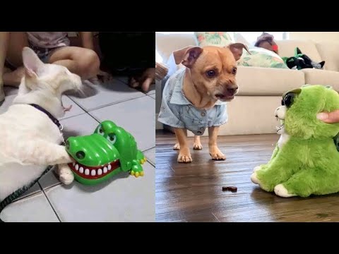 Dog and Cat Reaction to Toy – Funny Dog & Cat Toy Reaction Compilation
