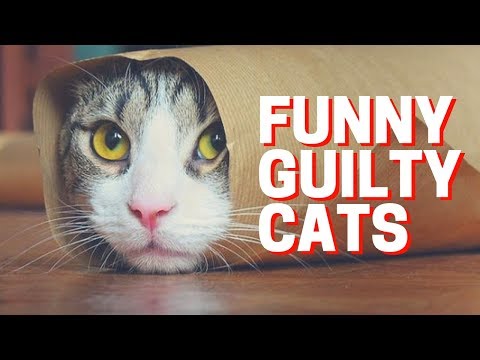 ? Cute Cats Feel Guilty Reaction – Guilty Cats Funny Compilation