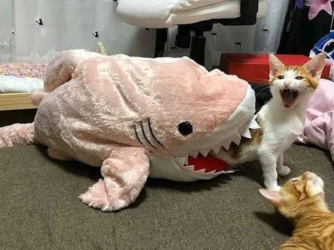 ?Best Funny and Cute Cat Moments 2019 #1 ?