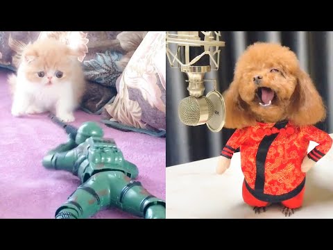 Funniest Animals – Funny Cat and Cute Dog Videos Compilation