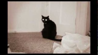 Funny cat compilation