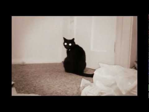 Funny cat compilation