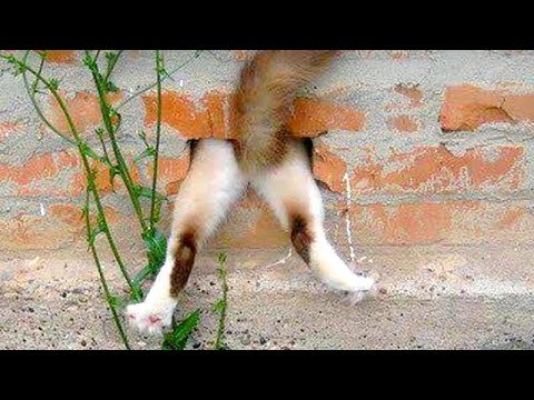 Funny CAT FAILS that will make you POOP YOUR PANTS FROM LAUGHING – Best CAT compilation