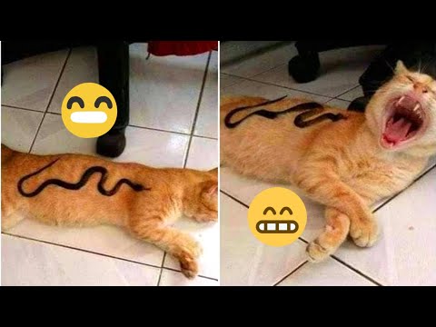 Funny Cat Videos ? Try Not To Laugh Or Grin ? Challenge ❗