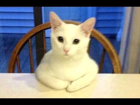 Funny Cats Acting Like Humans Compilation 2015