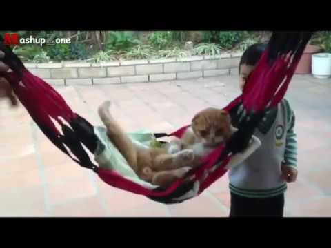 Funny Cats Acting Like Humans Compilation 2017