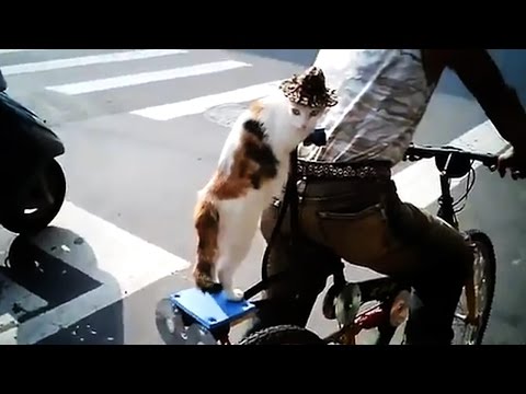 Funny Cats Acting Like Humans [Funny Pets]