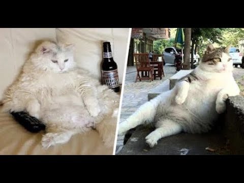 Funny Cats  Acting Like Humans –  Top Funny Cats Compilation