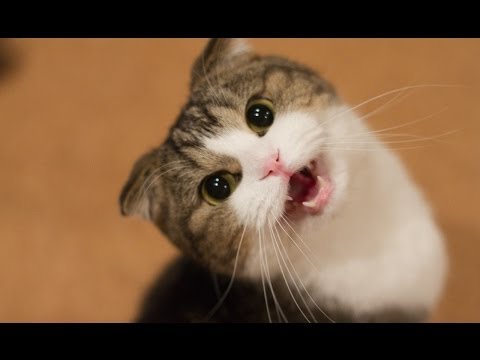 Funny Cats and Kittens Meowing Compilation