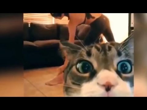 Funny Cats Fails Compilation (Vines, Fails and Funny Moments)