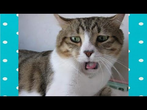 FUNNY CATS REACTION TO BAD SMELLS COMPILATION||FUNNY CATS VIDEO