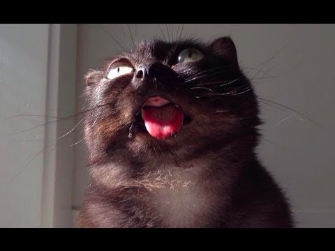 Funny Cats Talking And Yelling Like Humans Compilation ?