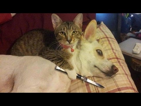 Funny Cats vs Dogs Compilation