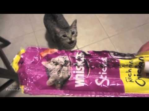 Funny Guilty Cats Compilation 2014