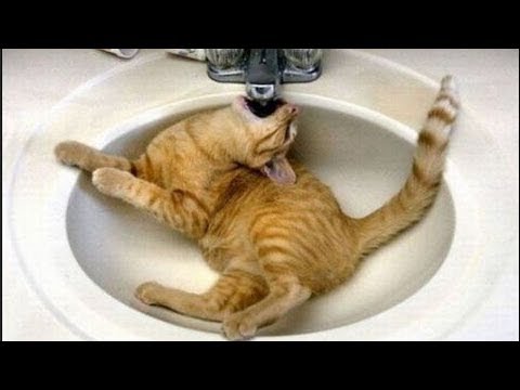 Hilarious Cat Fails – Try Not to Laugh Challenge