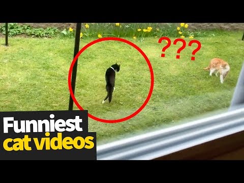 Hilarious Cat Viral Videos | Ultimate Cat Compilation 2019