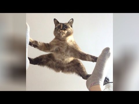 It's TIME for SUPER LAUGH! – Best FUNNY CAT videos